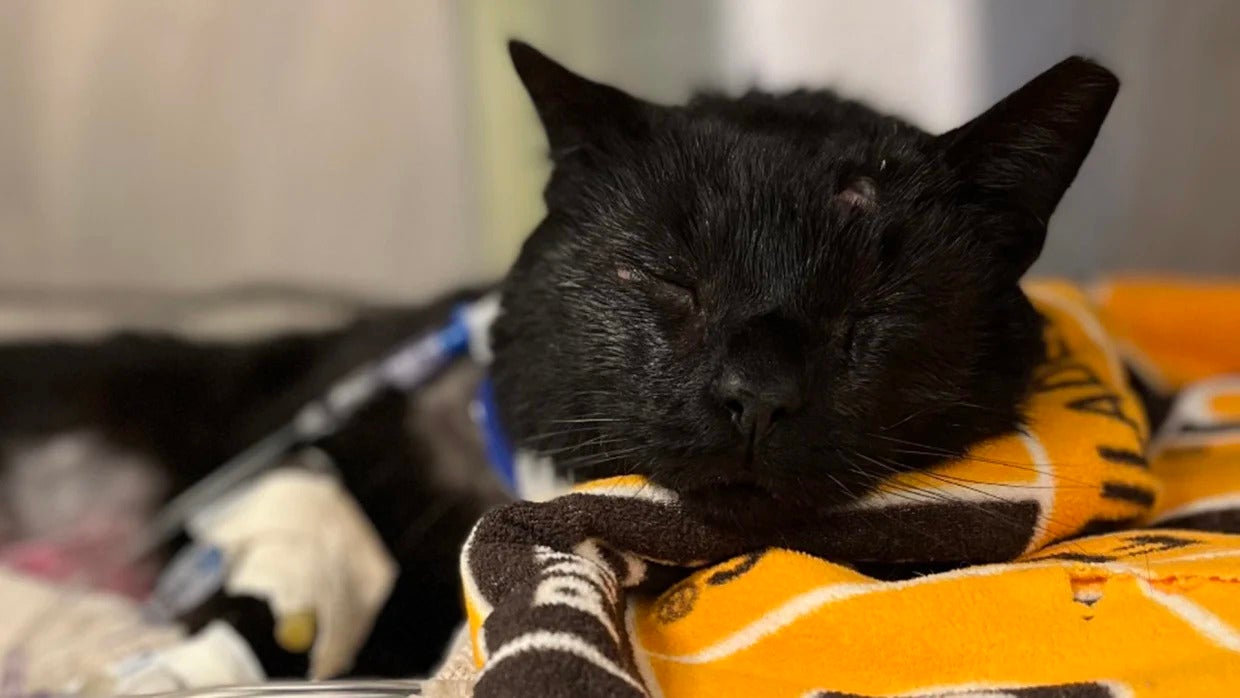 Two minors have been charged with several crimes after urging their dogs to attack Buddy the cat