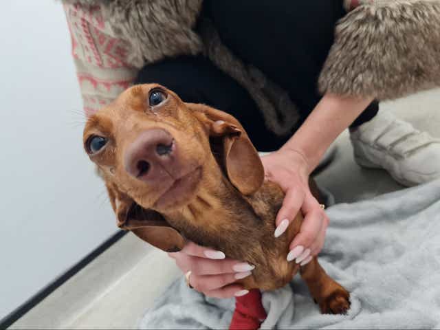 <p>Brandy (pictured) was left with multiple skull fractures and requires surgery</p>
