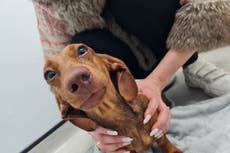 Puppy rescued from Ukraine warzone stolen from car in Essex and left with broken skull