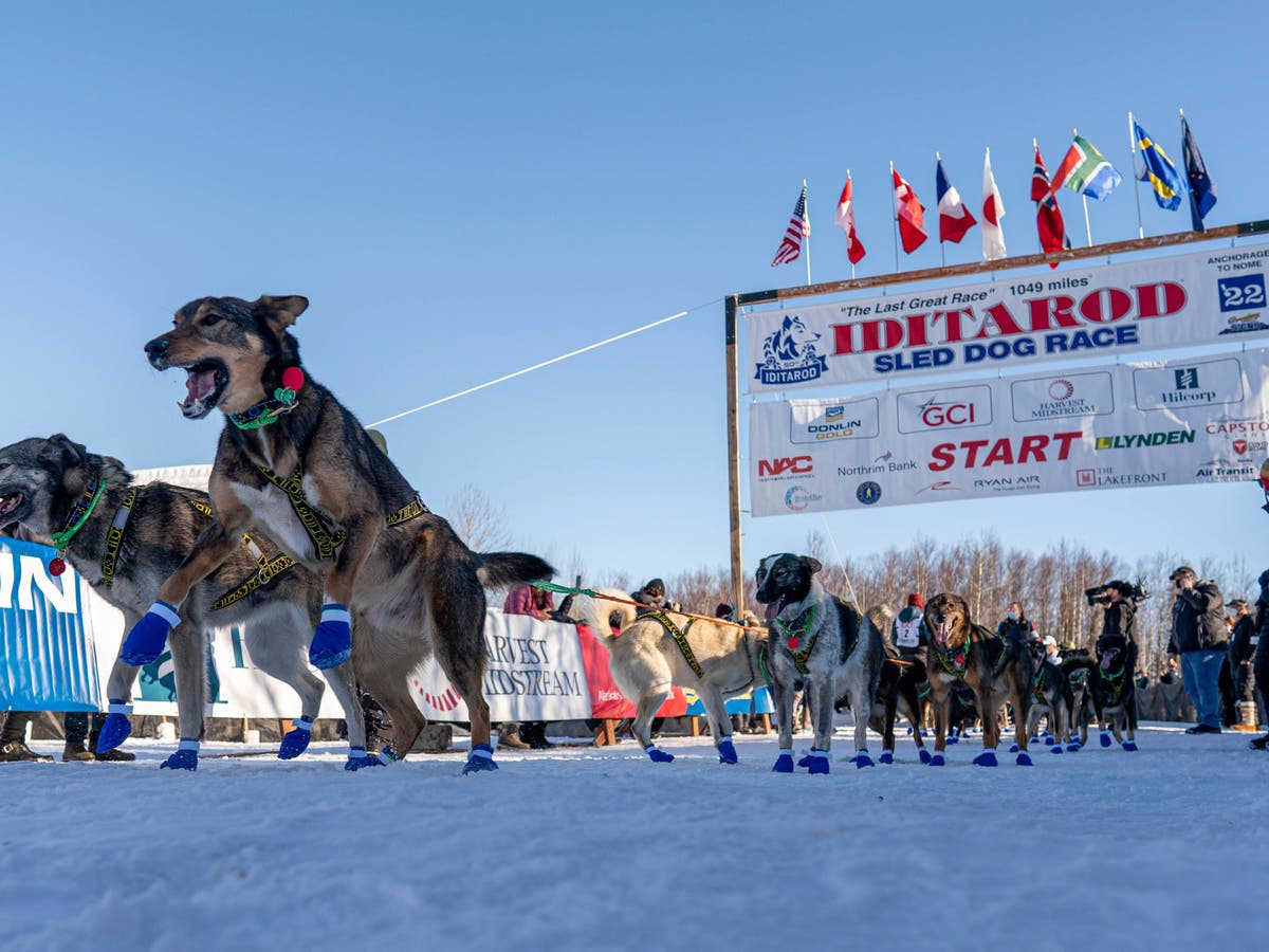 Iditarod sled race punishes three mushers for sheltering their dogs in cabins during fierce storm