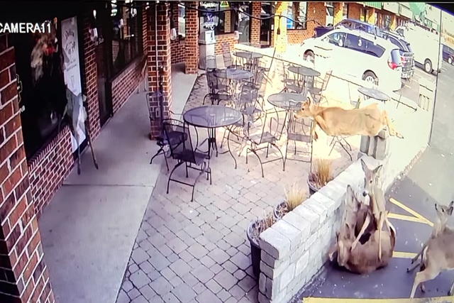 <p>A group of deer smash into a bar and each other in Oshkosh, Wisconsin</p>