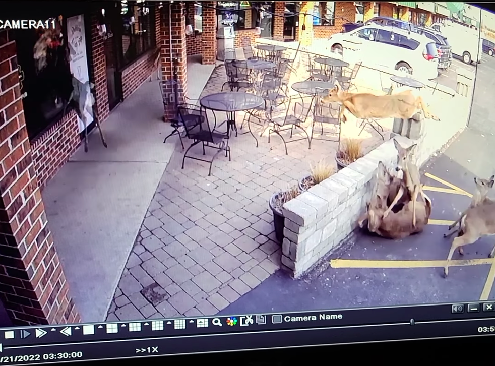 <p>A group of deer smash into a bar and each other in Oshkosh, Wisconsin</p>