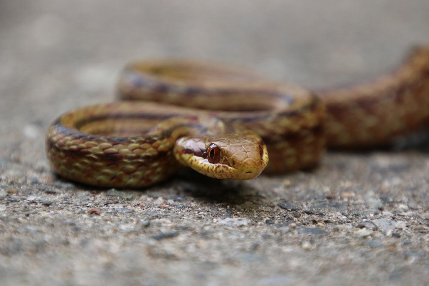 A Japanese rat snake crossing a rural road in the Fukushima evacuation zone in Japan