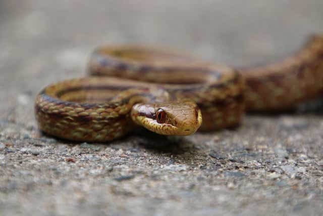 <p>A Japanese rat snake crossing a rural road in the Fukushima evacuation zone in Japan </p>
