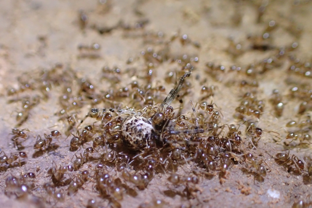<p>Tawny crazy ants swarm a cobwebbed spider</p>