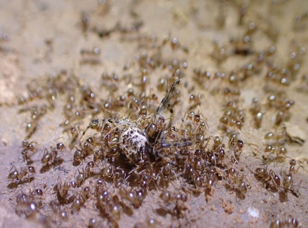 <p>Tawny crazy ants swarm a cobwebbed spider</p>