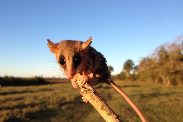 <p>A mouse opossum (Gracilinanus agilis) from a deforested area of the Atlantic Forest, eastern Paraguay</p>