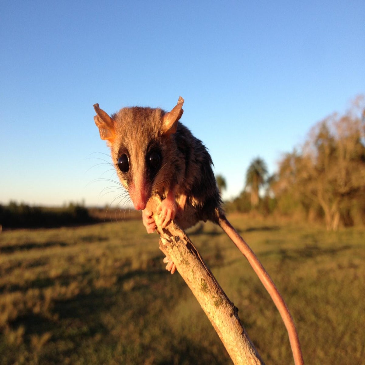 Rianta Possum Sa Sneachta Relocating The Western Ringtail Possum