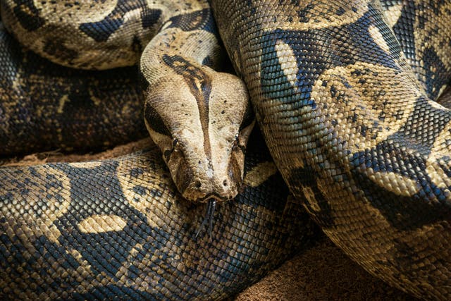 <p>Close up of a Boa constrictor imperator</p>