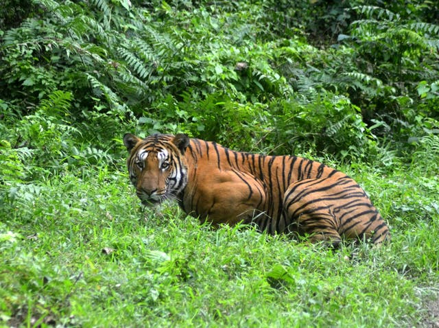 <p>File photo: A Royal Bengal Tiger walks through a jungle clearing in Kaziranga National Park, some 280kms east of Guwahati, India, 21 December 2014</p>