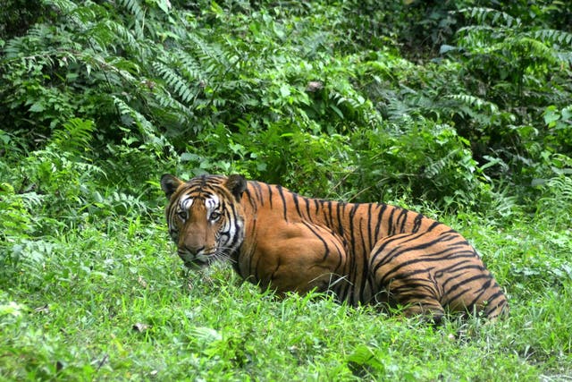 <p>File photo: A Royal Bengal Tiger walks through a jungle clearing in Kaziranga National Park, some 280kms east of Guwahati, India, 21 December 2014</p>