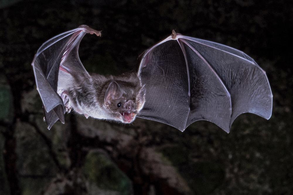 The bats live in South and Central America and are basically ‘living Draculas’