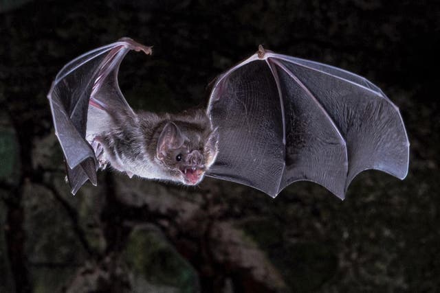 <p>The bats live in South and Central America and are basically ‘living Draculas’ </p>