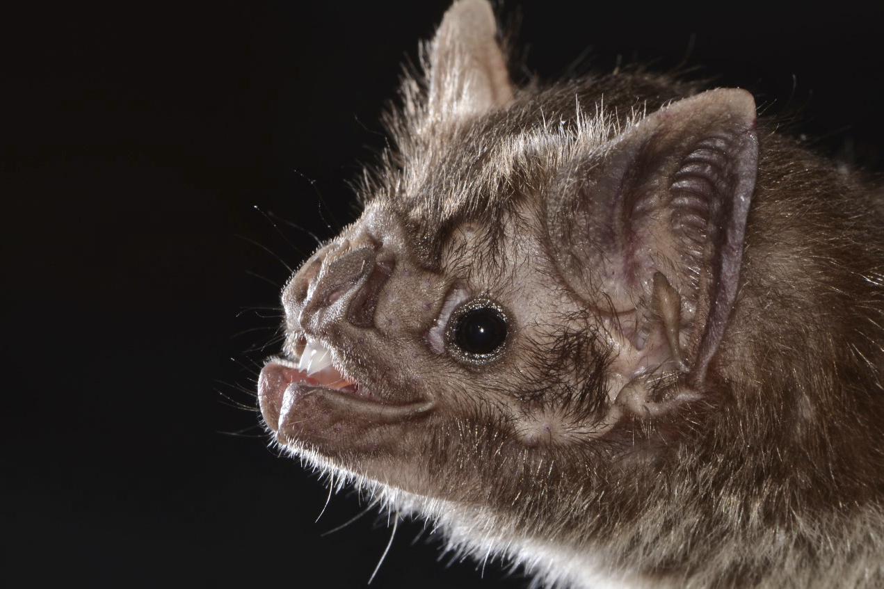 Most mammals couldn’t survive on a low-calorie liquid diet of blood. Only three vampire species of the 1,400 kinds of bats can do that