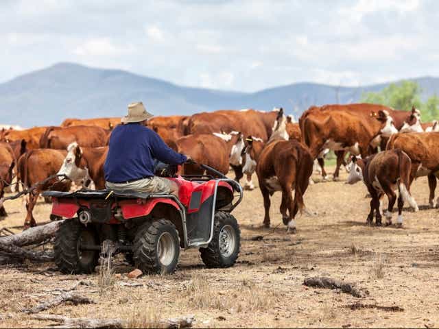 <p>The UK-Australia trade deal could mean an influx of meat from animals reared with lower welfare standards, conservation groups have warned</p>