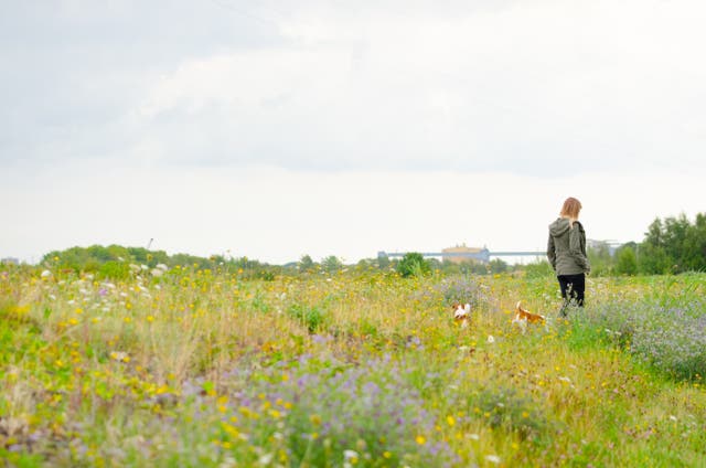 Much of the peninsula was once used for industry but has returned to nature (Daniel Greenwood/Buglife/PA)