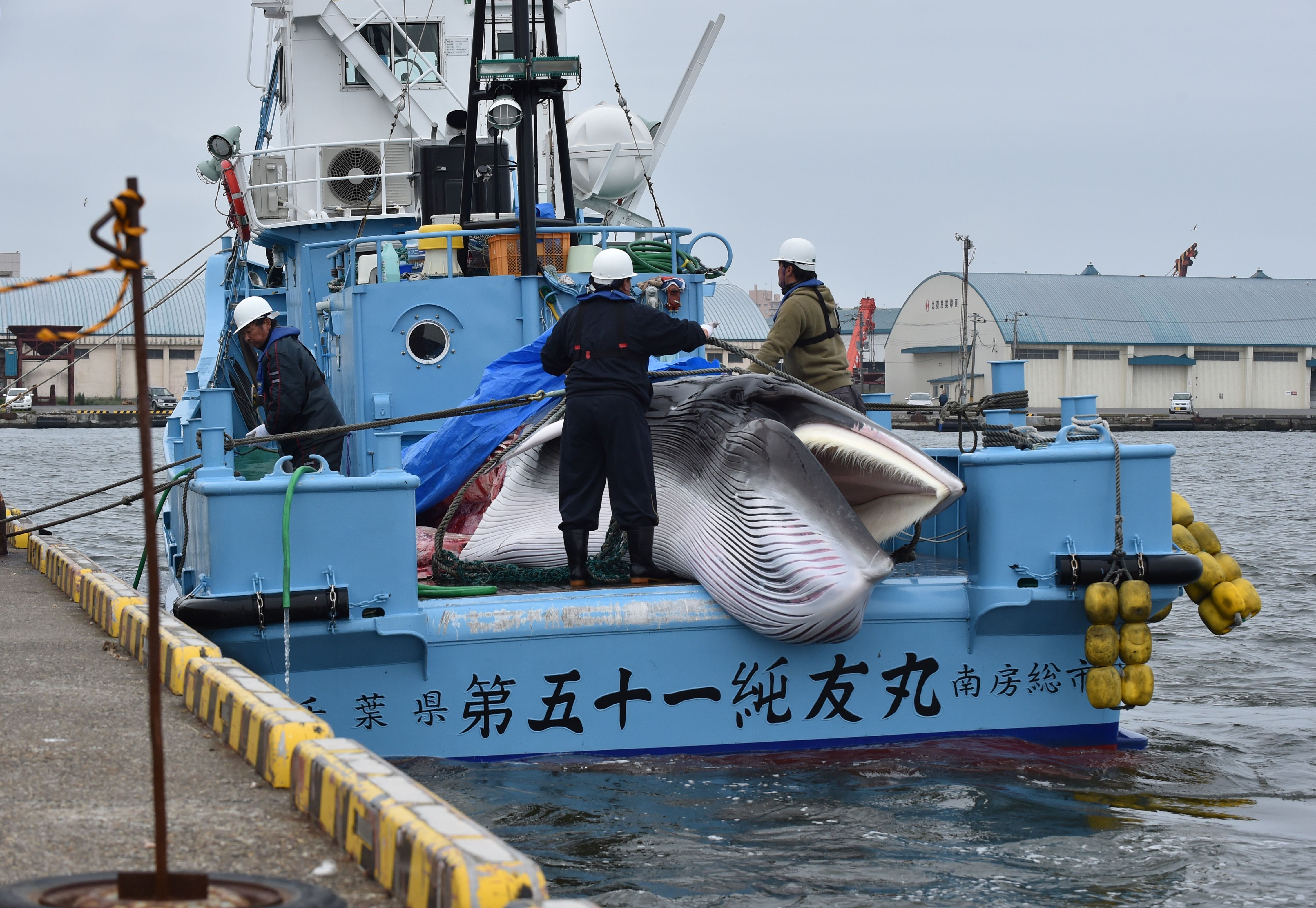 A captured minke whale is unloaded from a whaling ship at a port in Kushiro, Hokkaido Prefecture