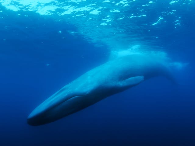 <p>The lone whale has been heard but never seen </p>