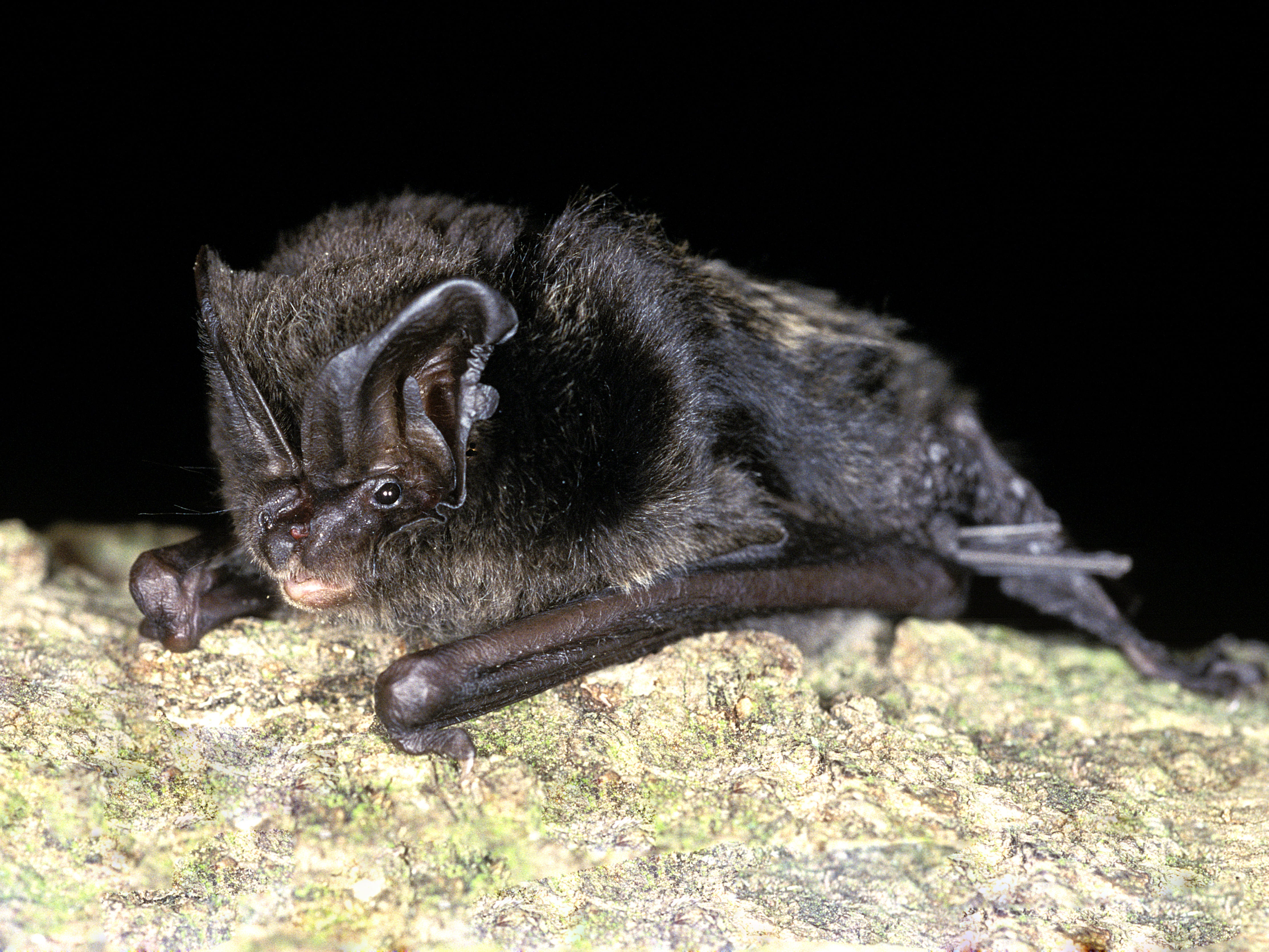 Caves and abandoned stone quarries on the 350-acre Weston Farm site are home to 15 of Britain’s native bat species, including the rare barbastelle bat