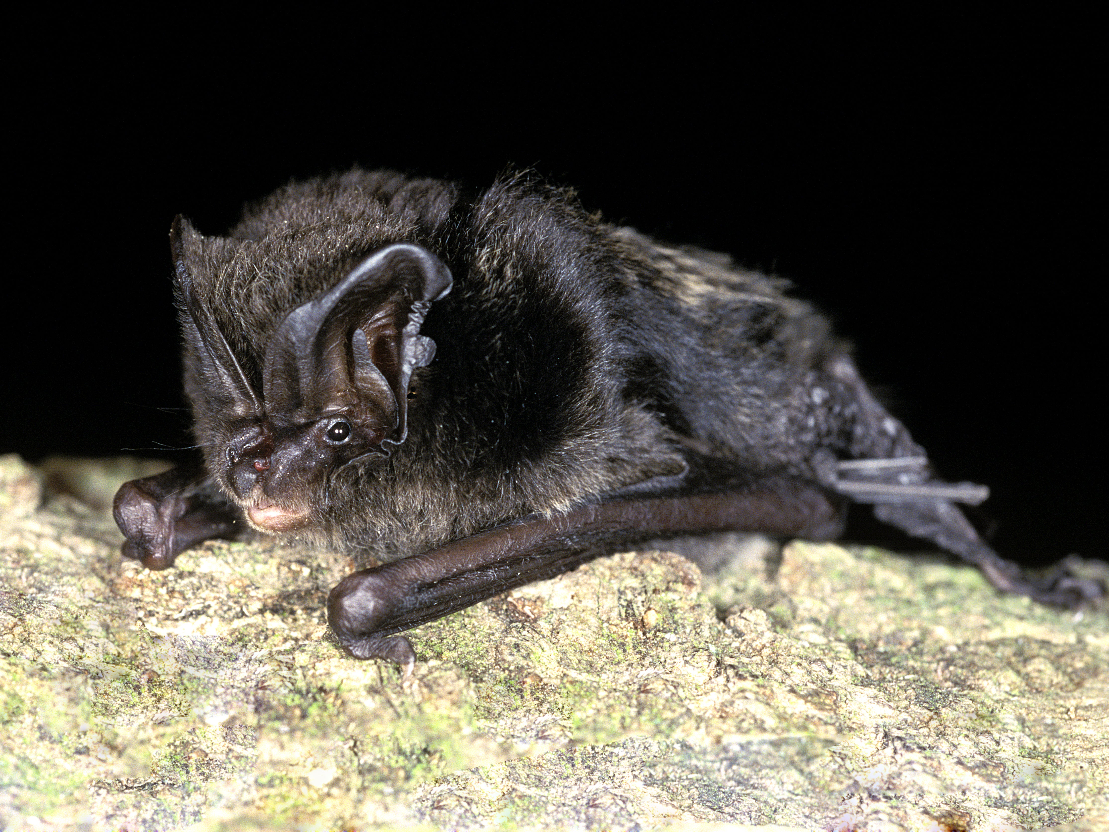 Serotine Bats Mate Without Penetration