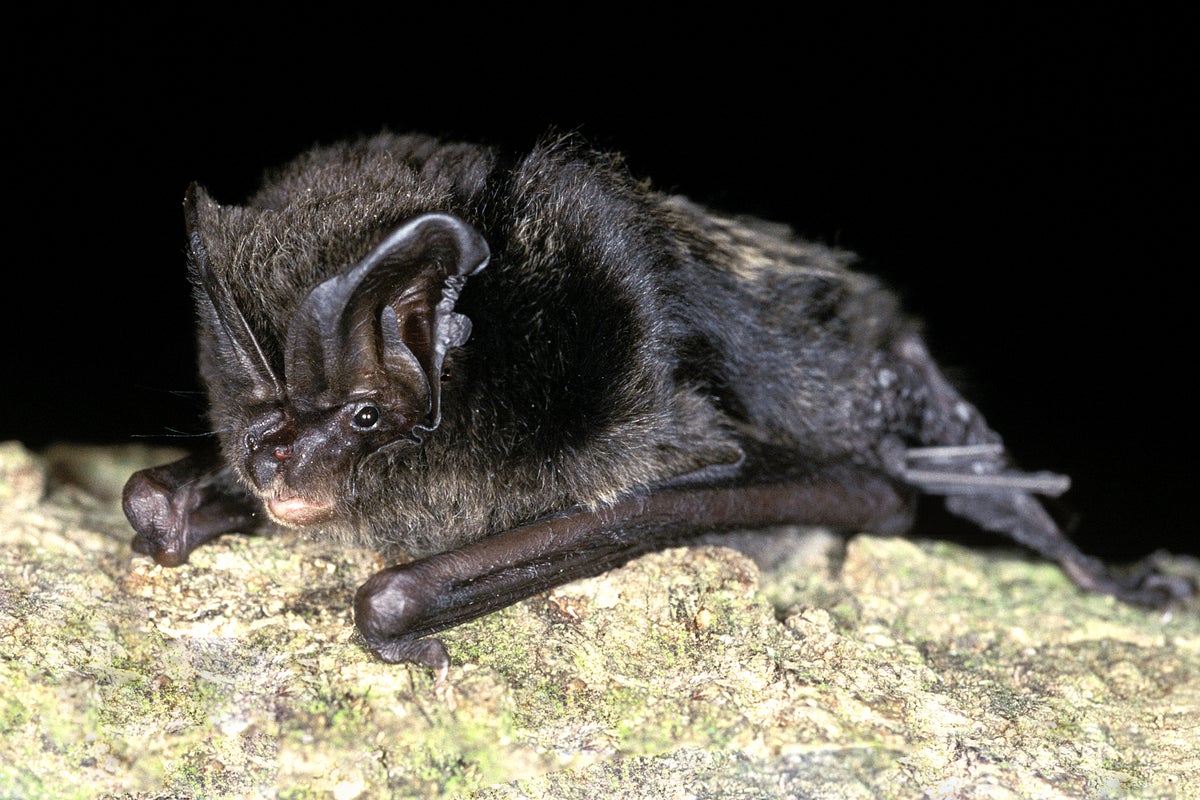 Why a rare bat species could cost a council 4.3m