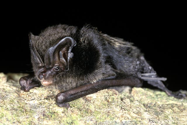 <p>Caves and abandoned stone quarries on the 350-acre Weston Farm site are home to 15 of Britain’s native bat species, including the rare barbastelle bat</p>