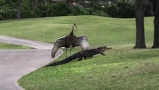 Sandhill crane escorts alligator off the Florida golf course