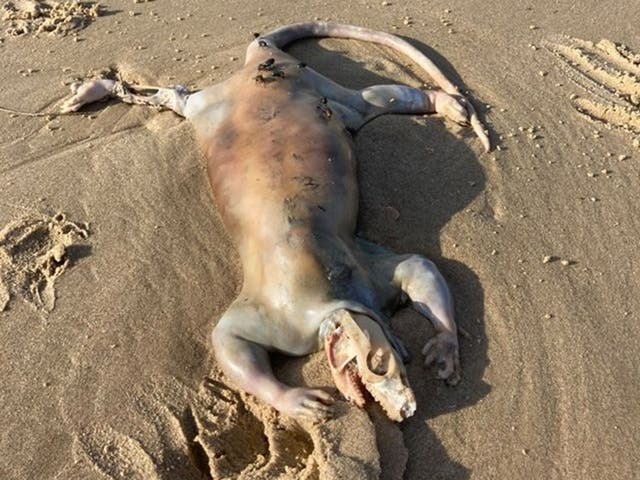 18 Crazy Mutated Sea Creatures Found Washed Up
