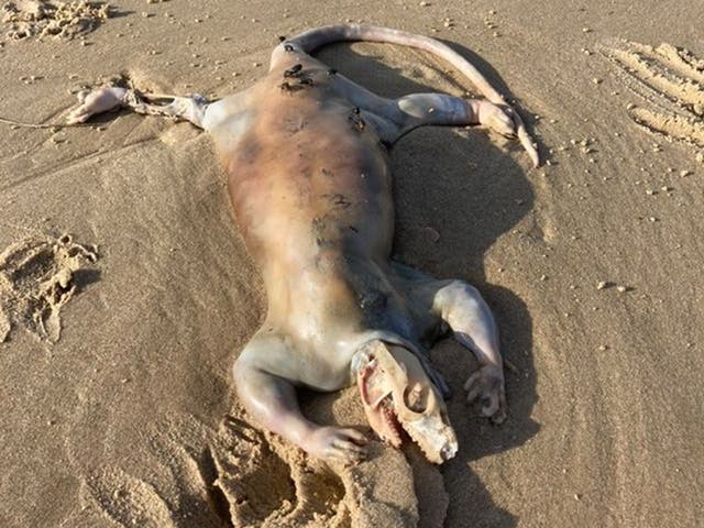 18 Crazy Mutated Sea Creatures Found Washed Up 18 Crazy Mutated Sea Creatures Found Washed Up