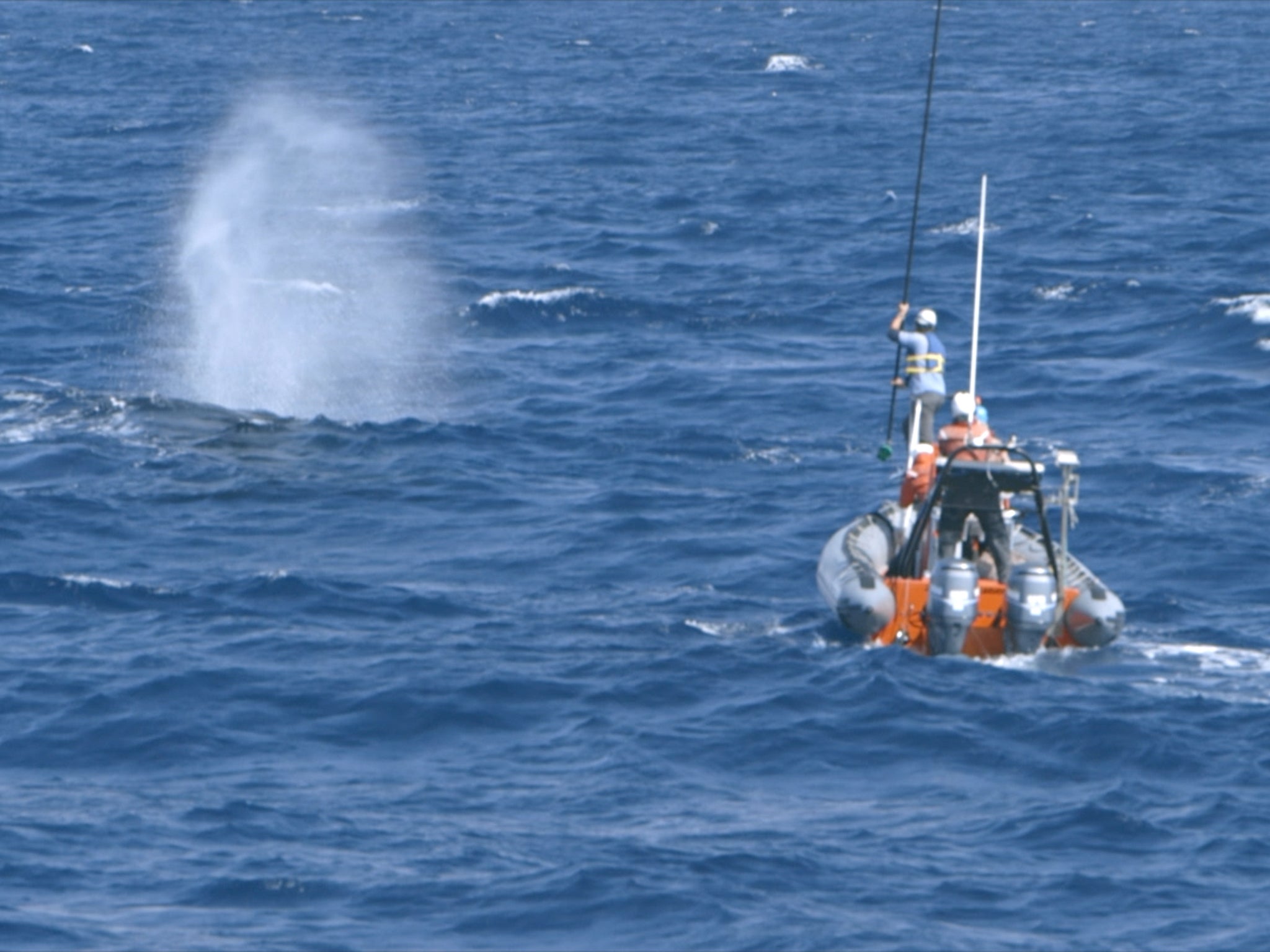 The team in pursuit of a giant whale