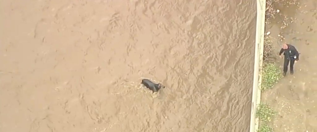 Yağmurdan şişmiş Los Angeles Nehri'nden iki kişi ve bir köpek kurtarıldı