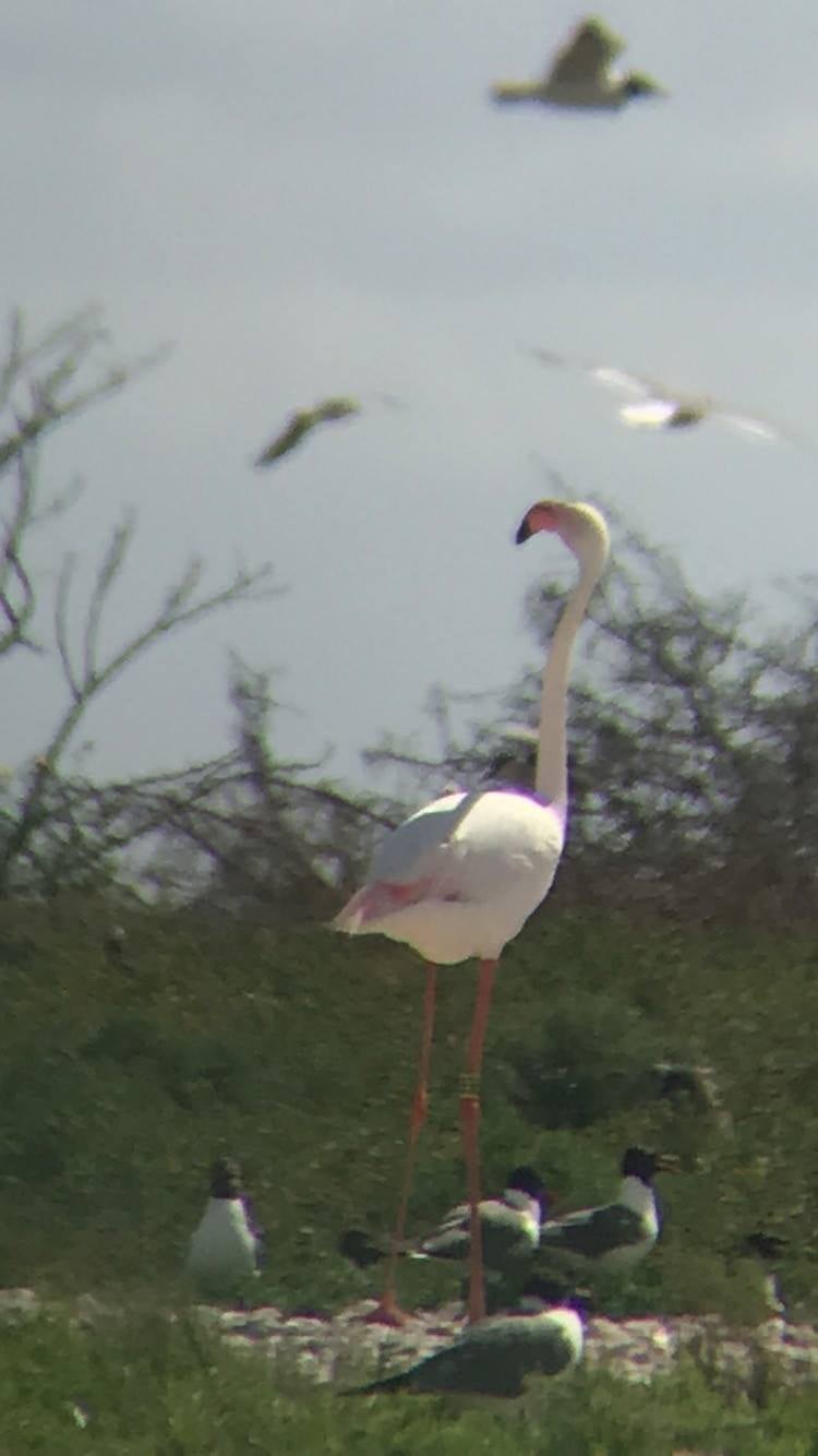 A flamingo that escaped from a zoo in Kansas in 2005 has since been seen in states across the Gulf region of the US.