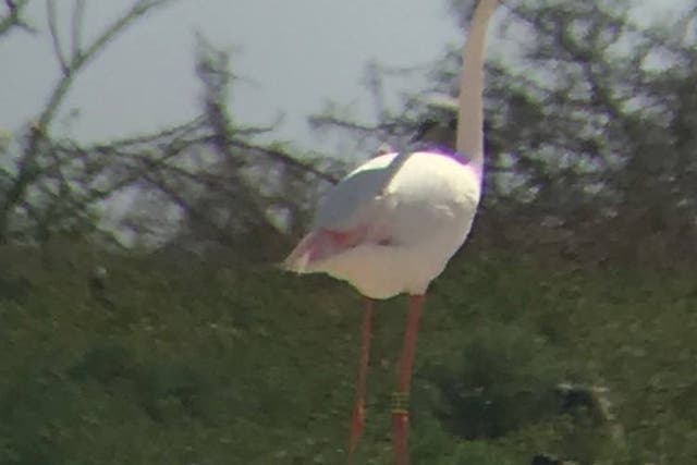 <p>A flamingo that escaped from a zoo in Kansas in 2005 has since been seen in states across the Gulf region of the US.</p>