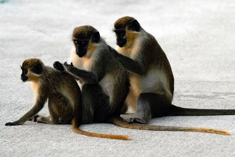 <p>The monkeys were spotted near O’Fallon Park in northern St. Louis.</p>