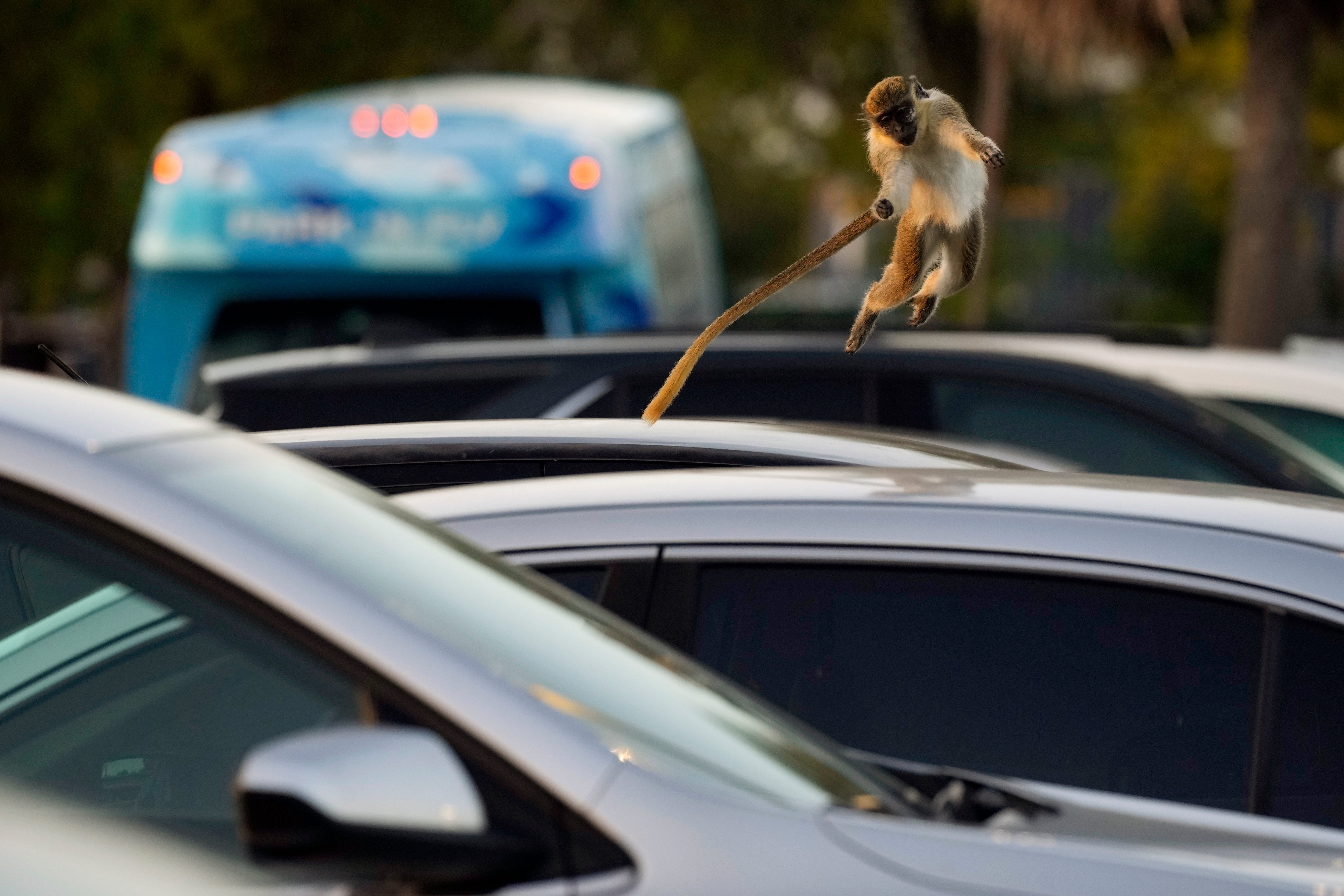 Florida Monkeys