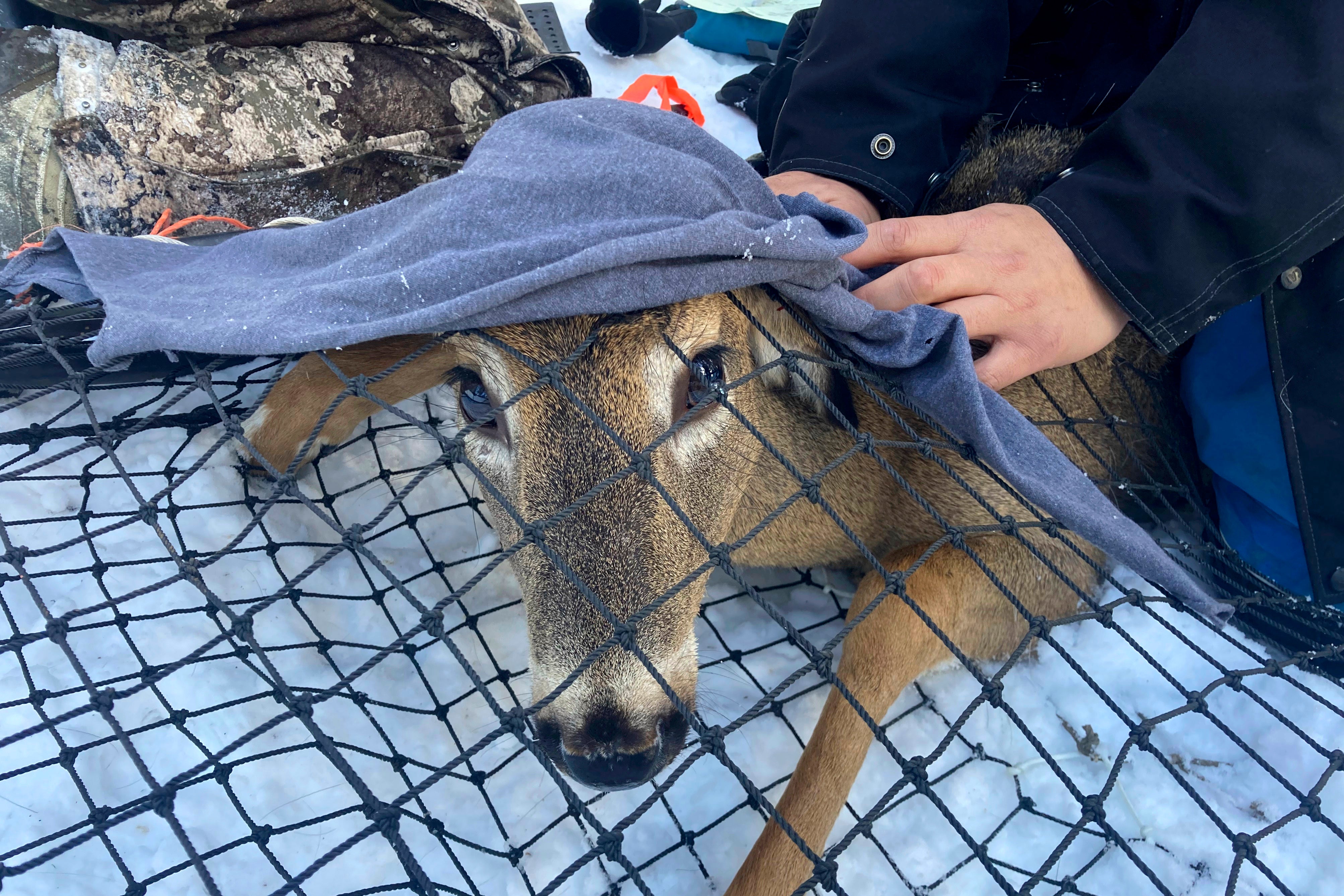 Virus Outbreak Animals