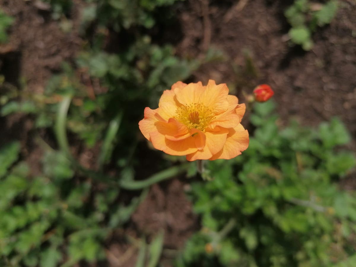 First spring flower count at RHS Bridgewater finds 100 different plants in bloom