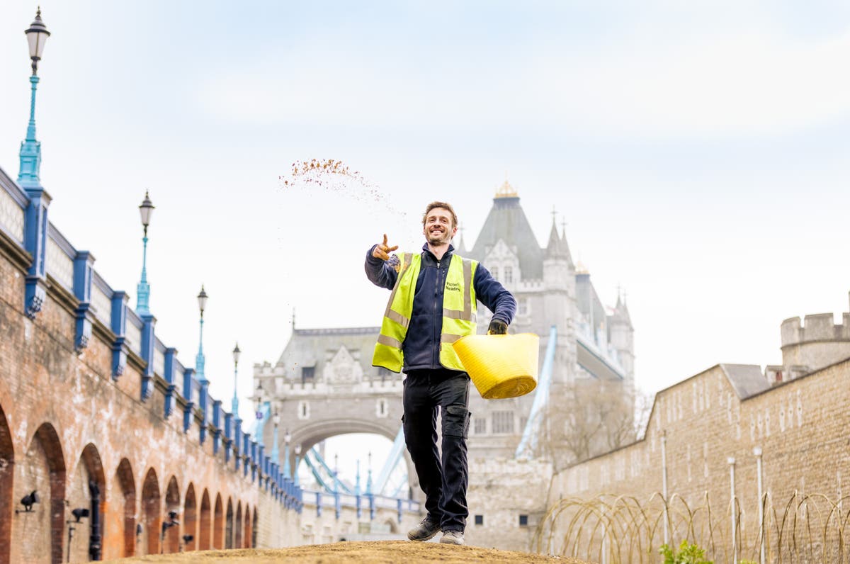 Ocean of flowers to fill Tower of London moat as Superbloom field sowing begins