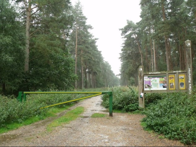 The Ostler’s Plantation woodland in Lincolnshire