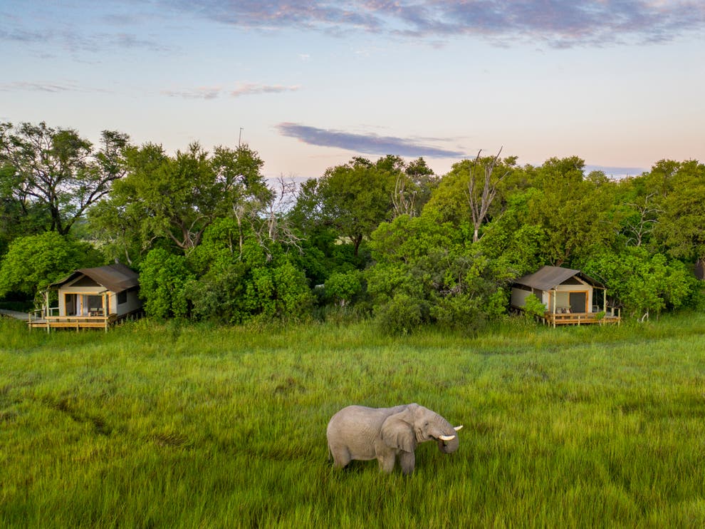 How To Safari In Botswana On A Budget The Independent
