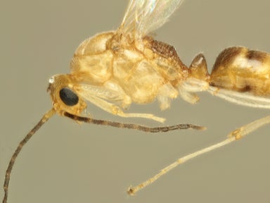 The Asian needle ant is usually found in China, Taiwan, the Korean peninsula, and Japan