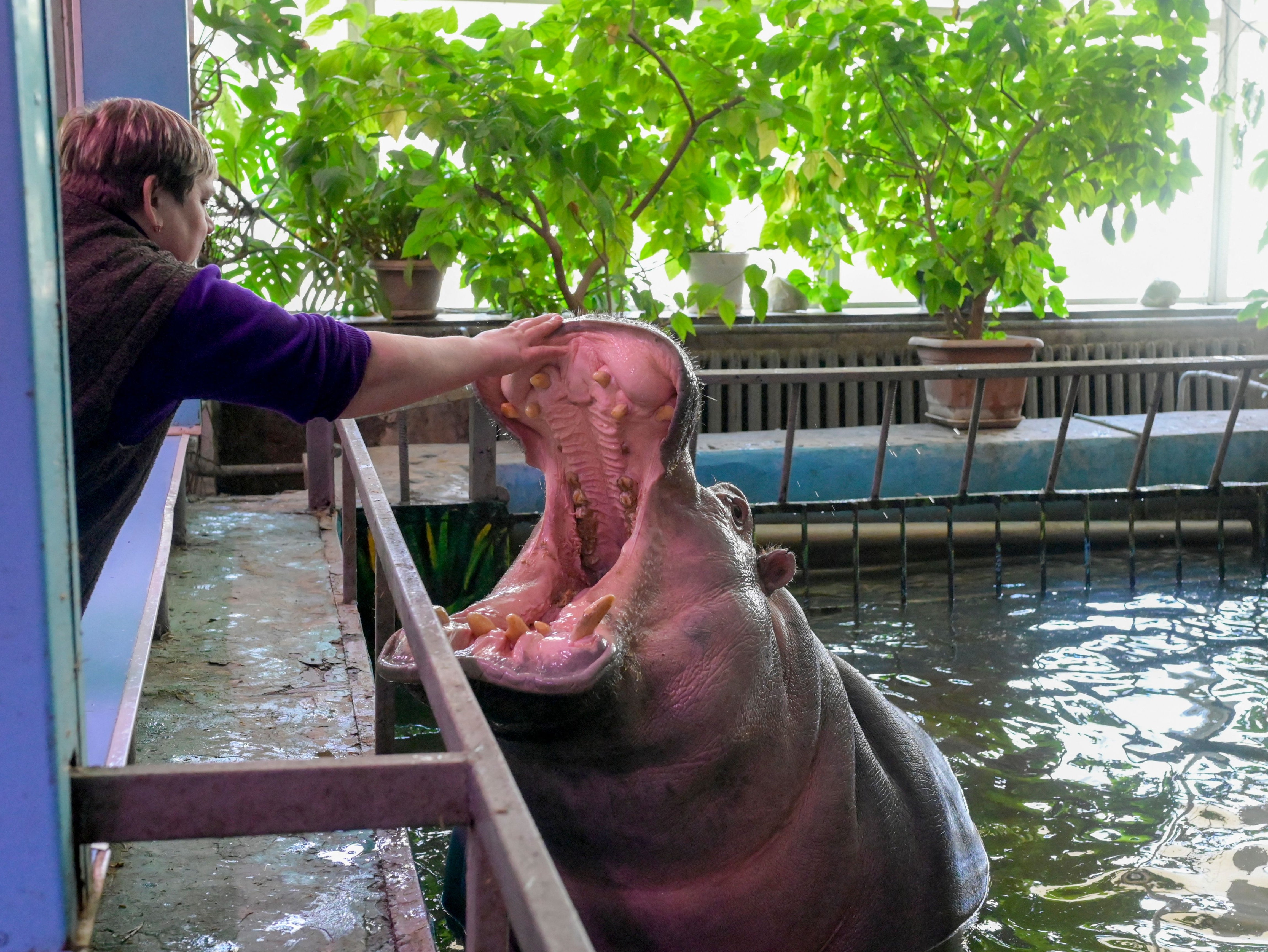 A hippo at the Mykolaiv zoo