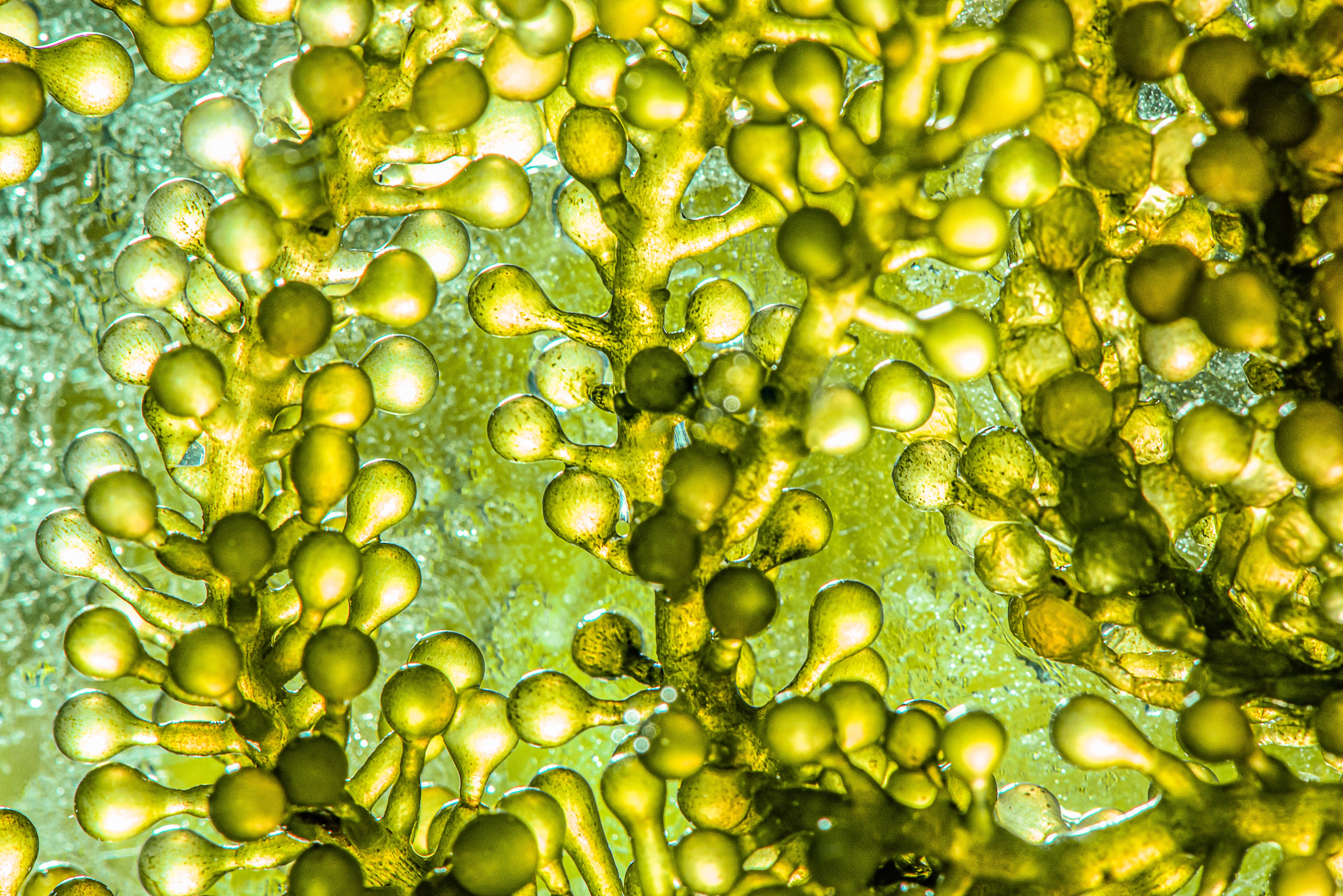 Microalgae may also be used as a source of fuel in the future