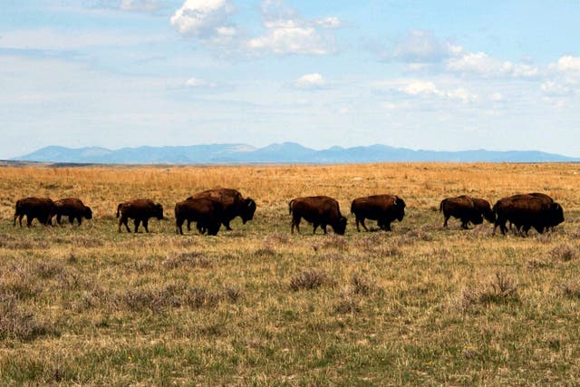 American Prairie-Bison Restoration