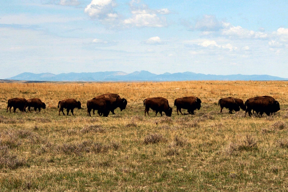 US approves bison grazing on Montana prairie amid criticism | The  Independent