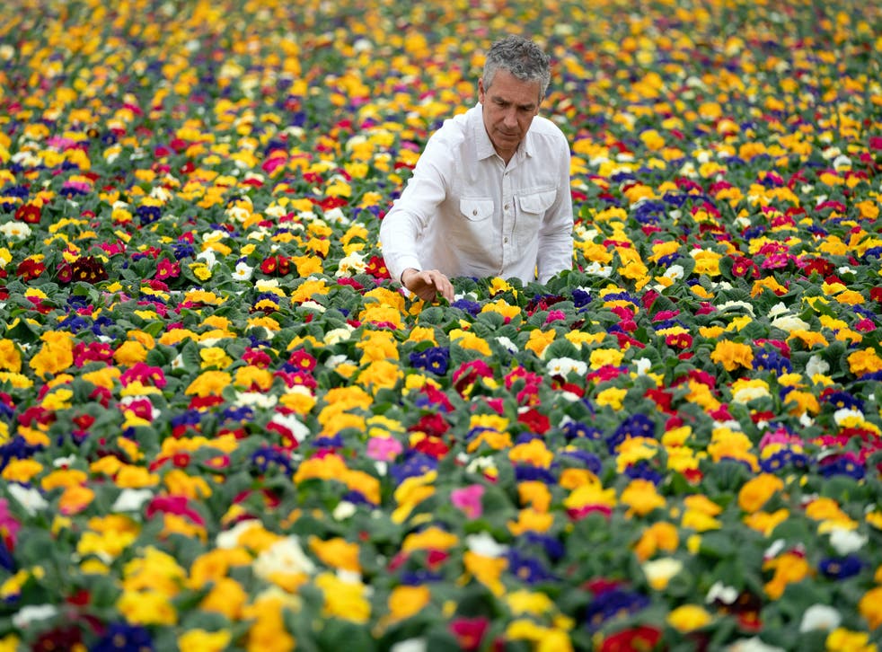 Instead of peat, all Tesco’s British bedding plants, which are grown by the Bridge Farm Group, based in Spalding, Lincolnshire, will use alternatives such as wood fibre and organic by-products (Joe Giddens/PA)