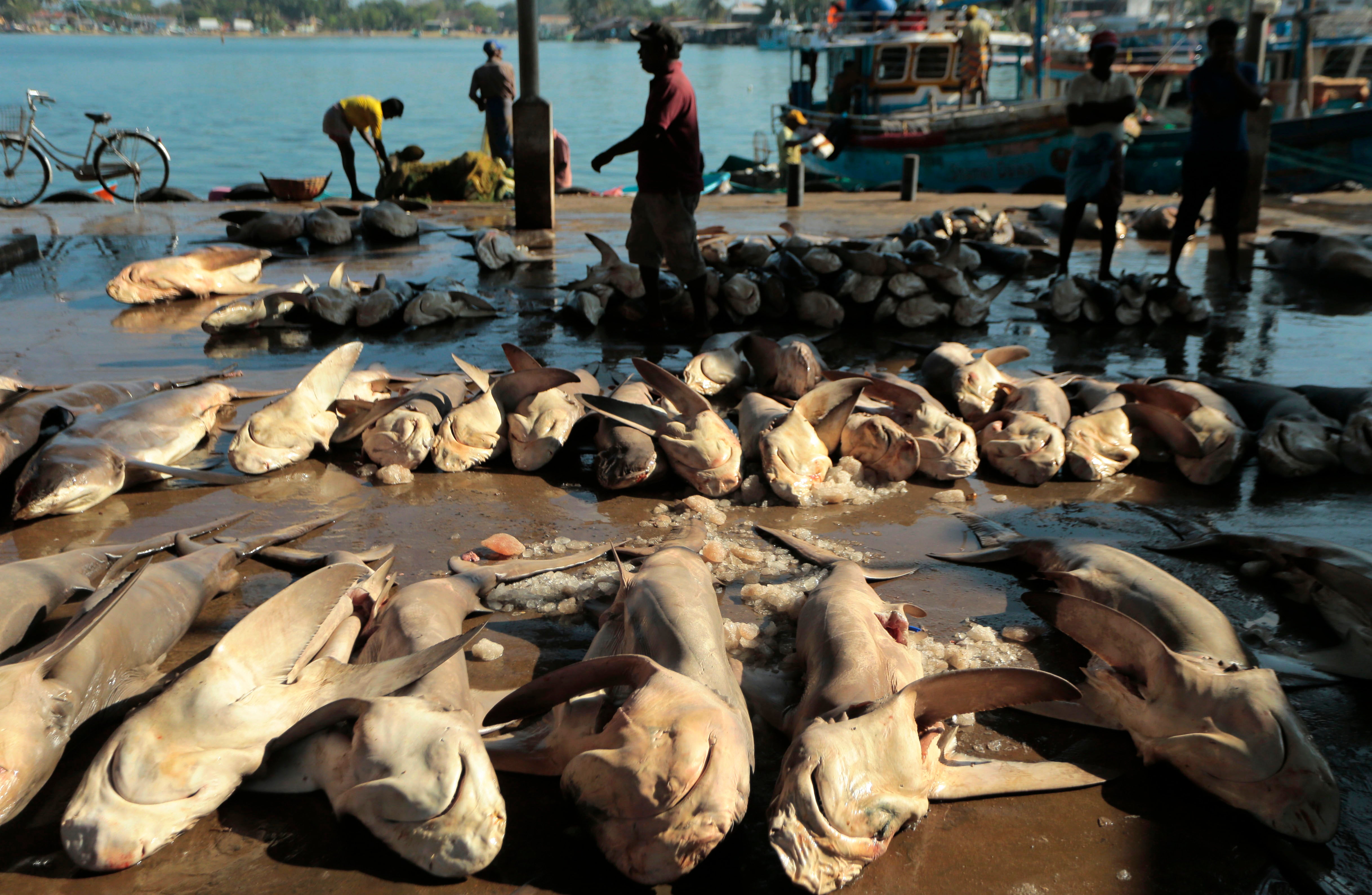 Ocean Fisheries Armed Conflict