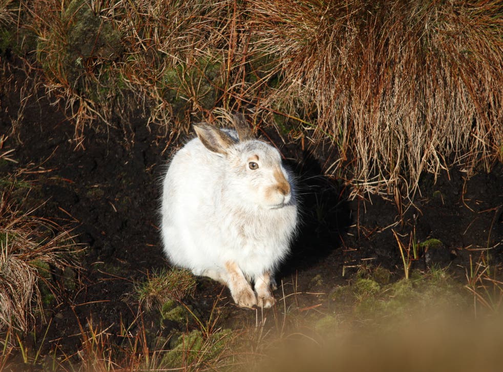 A survey in 2002 estimated total numbers in the Peak District at 3,361 hares (Dr Carlos Bedson/PA)