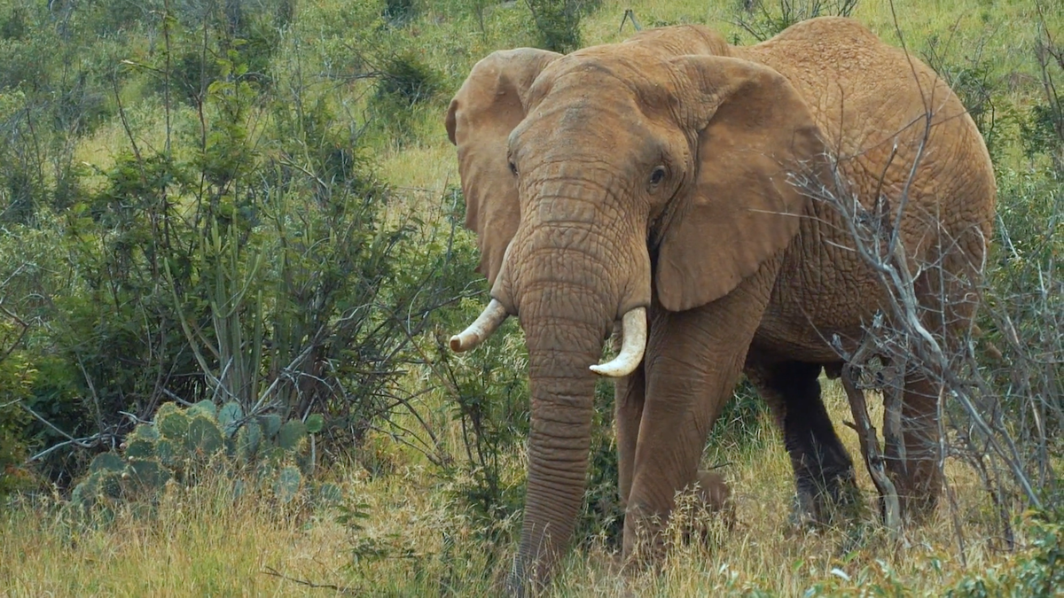 Zimbabwe’s growing elephant population has nowhere to go