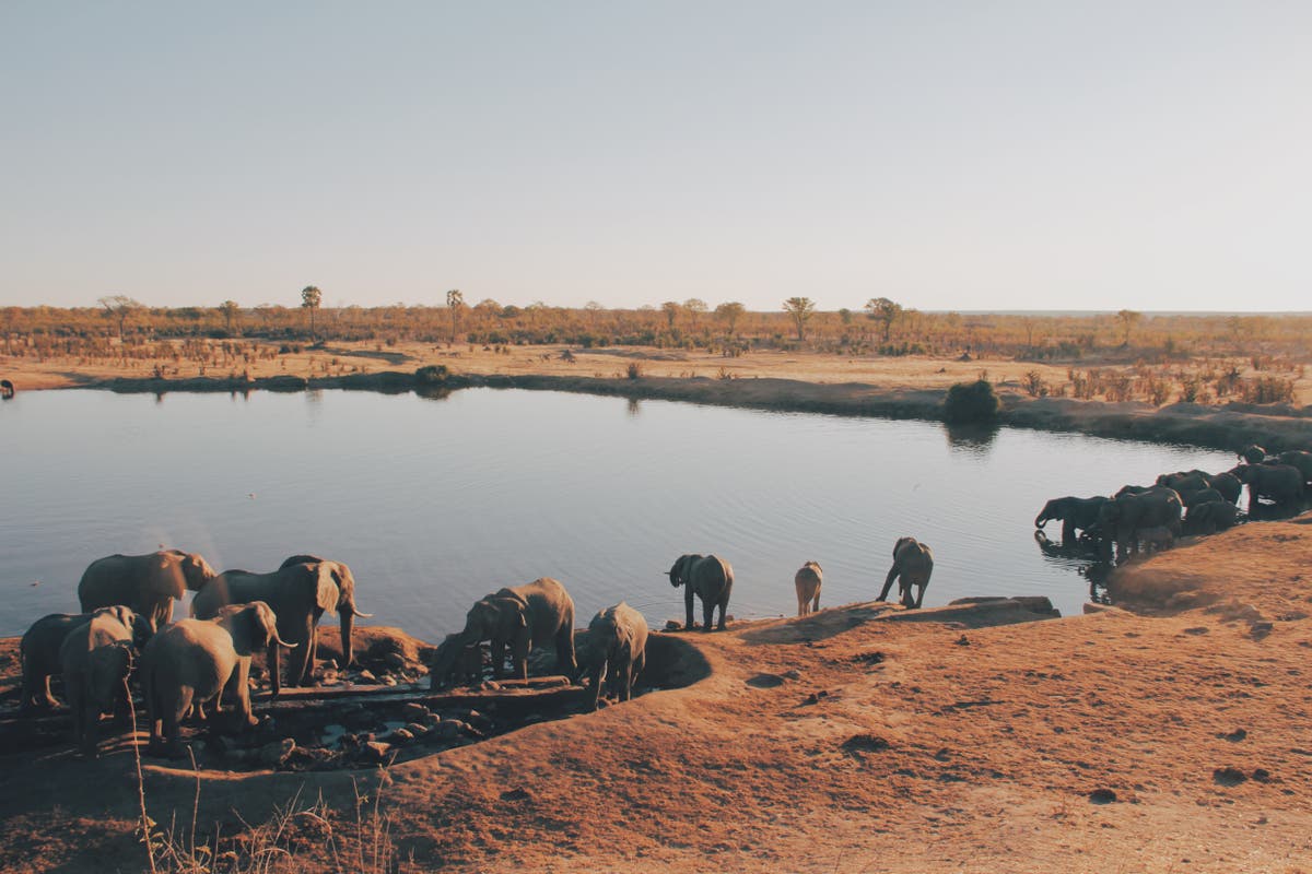 Calls for compensation intensify as human-wildlife conflict increases in Zimbabwe
